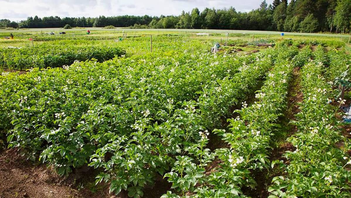 Pottupenkkejä viljelypalstalla.