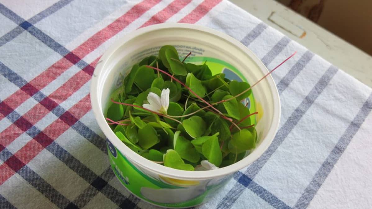 ketuleipä, villiyrtti