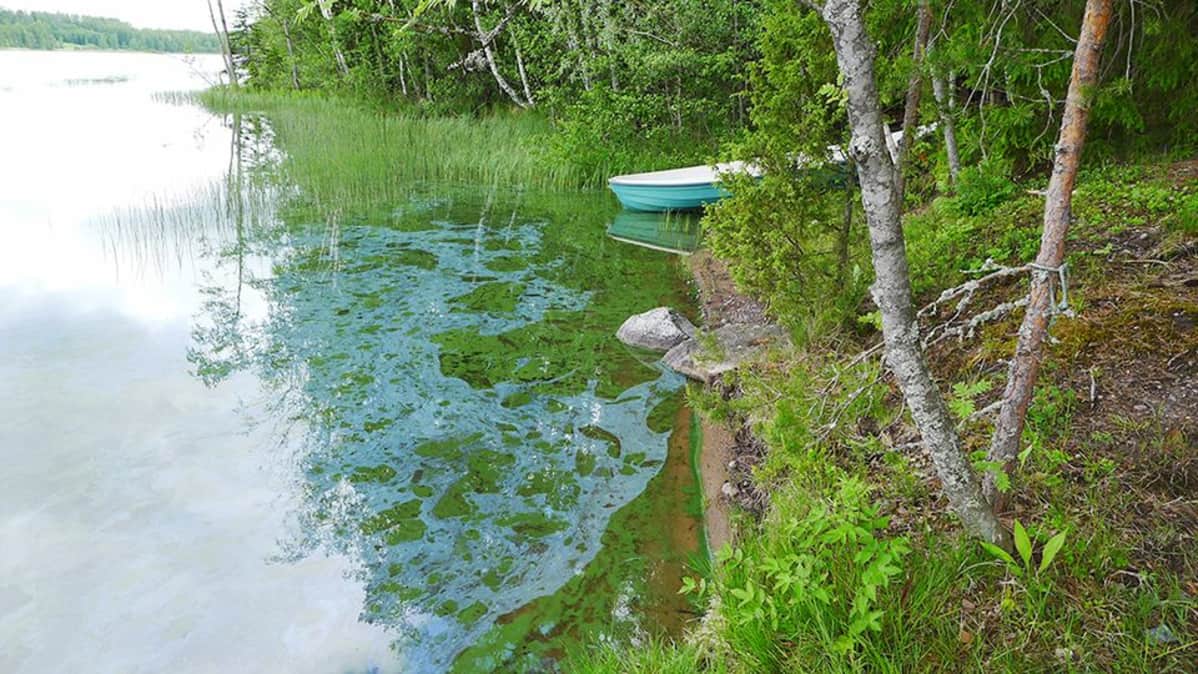 Leväkasvustoa järven pinnalla.