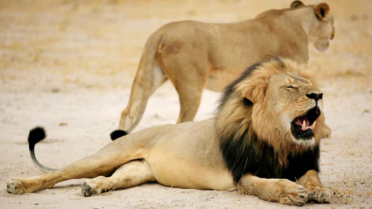 Cecil-leijona.