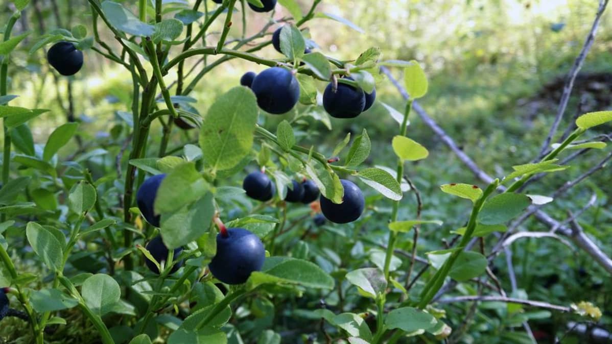 Mustikoita.