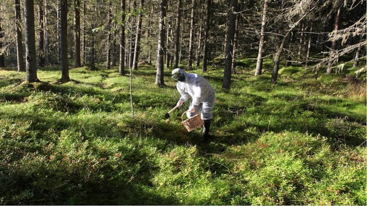 Hyvin suojautunut puolukanpomija saattaa näyttä vieraalta ulkoavaruudesta.