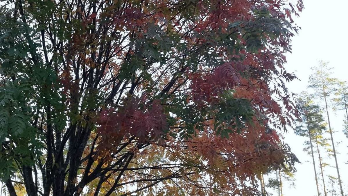 eebenpuu Squirt putket