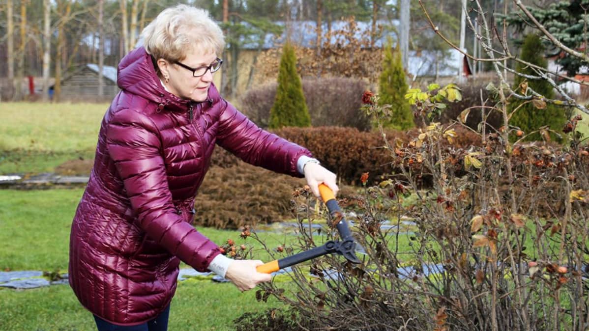 Vuokko Huumarkangas leikkaa ruusupensasta.