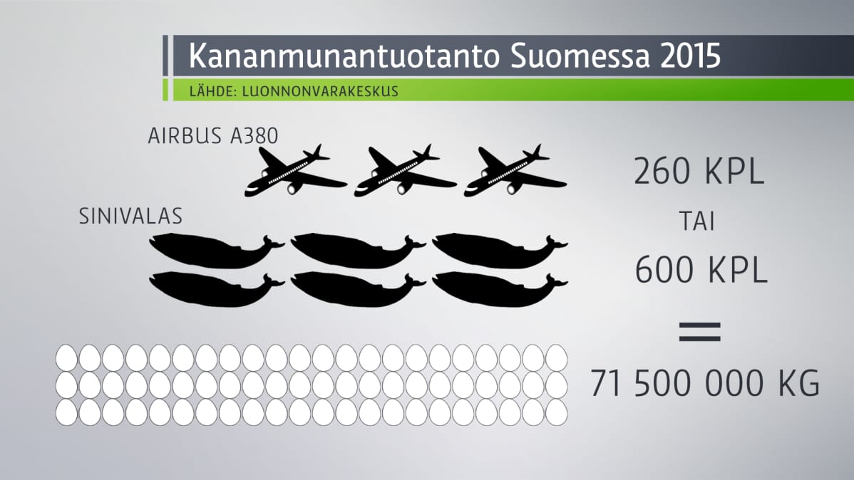 Grafiikka kertoo kananmunantuotannosta Suomessa.