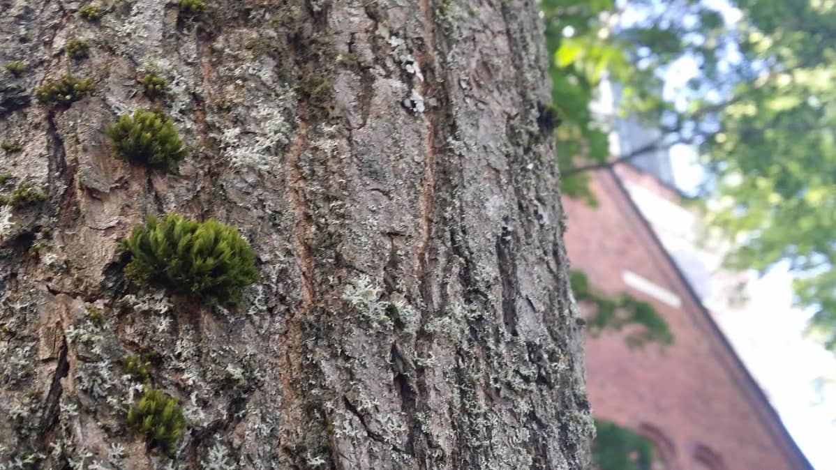 Turun tuomiokirkon kupeessa puiden rungolla kasvaa hiippasammalia.