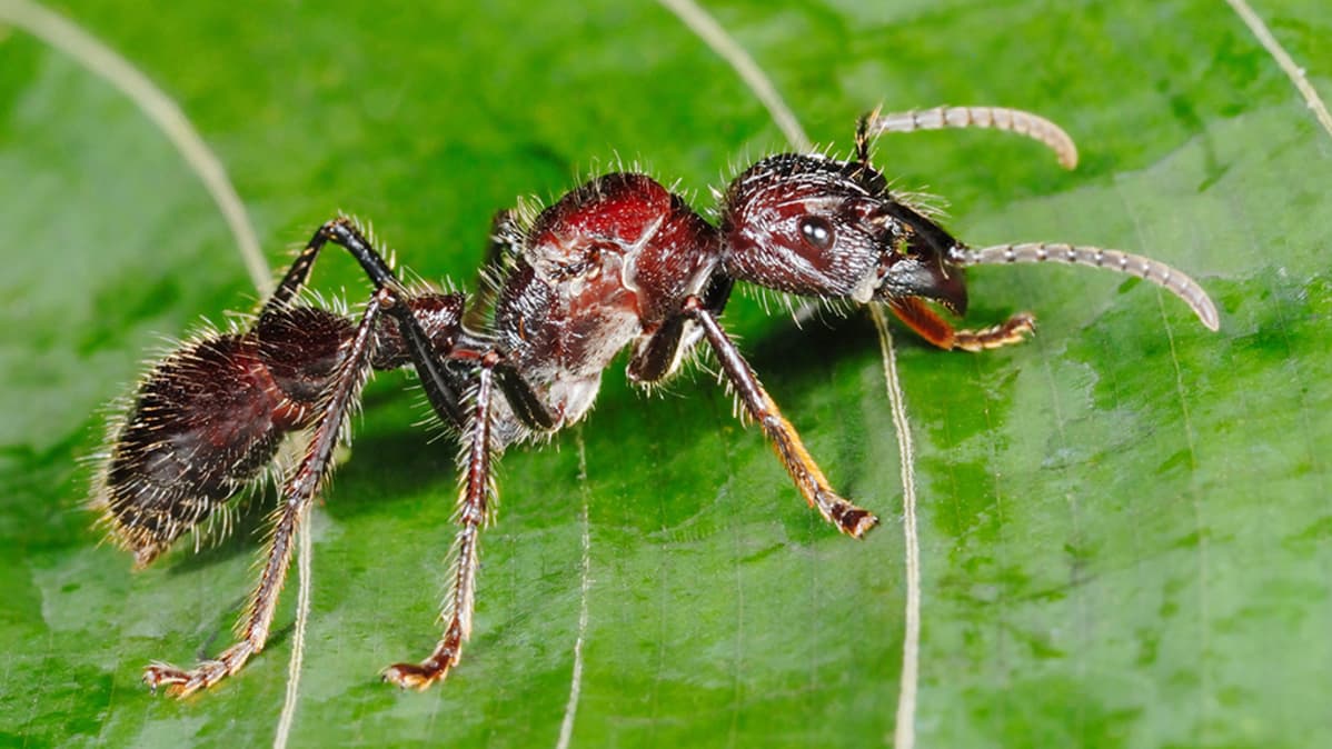 Luotimuurahainen (Paraponera clavata).