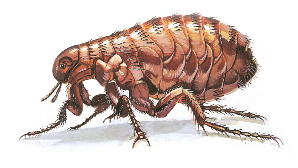 Ihmiskirppu (Pulex irritans)