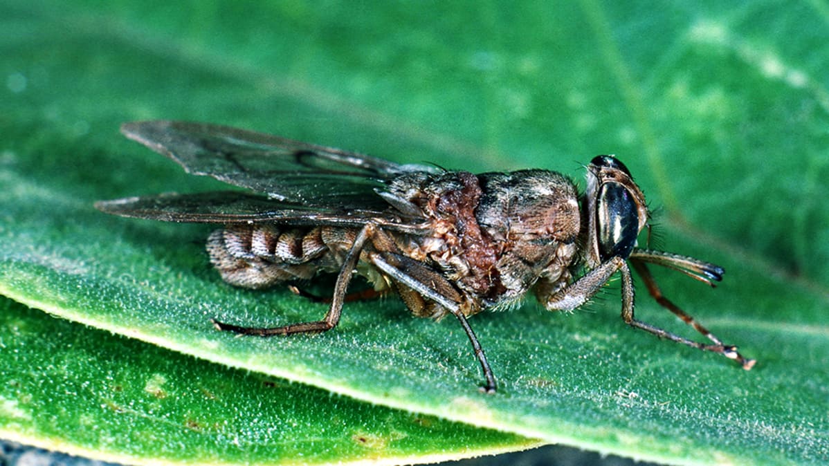 Tsetsekärpänen (Glossina).