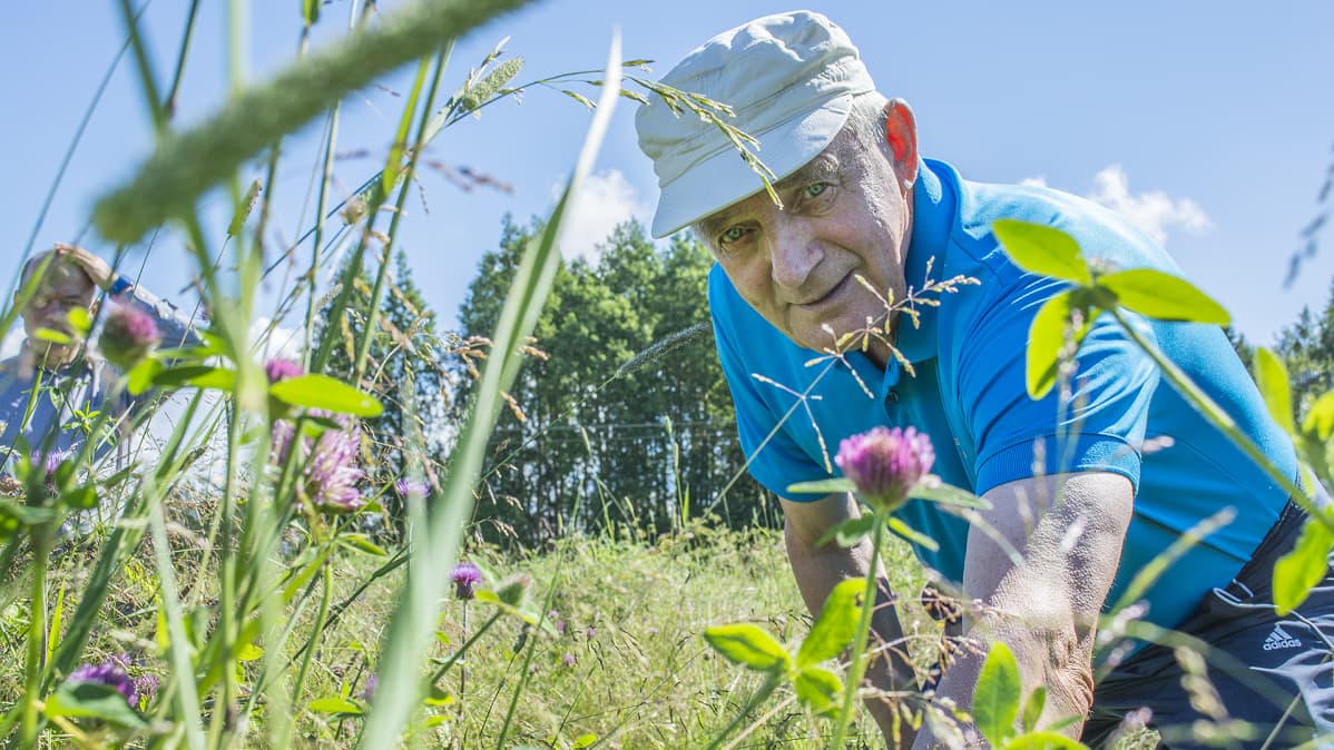 Eläkkeellä olevan Muhoksen maatalousoppilaitoksen tilanhoitaja Kalevi Leskelä ja Koivikon tilan puna-apila