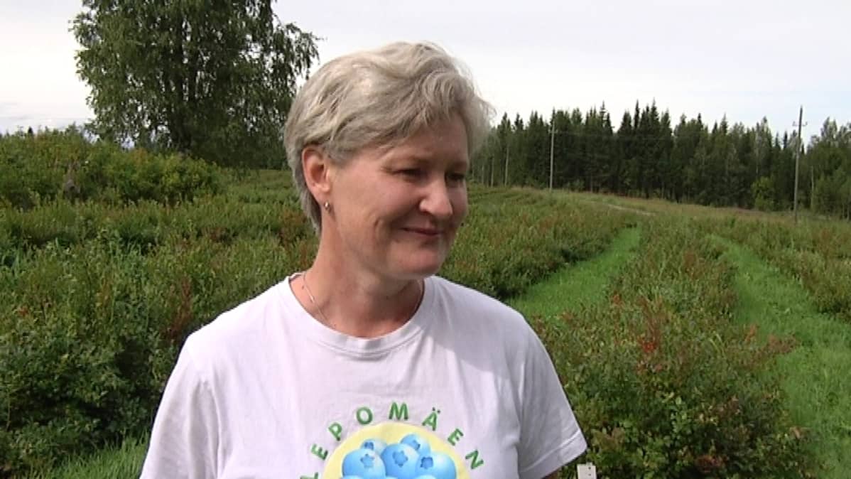Mustikanviljelijä Hannele Mäntyjärvi