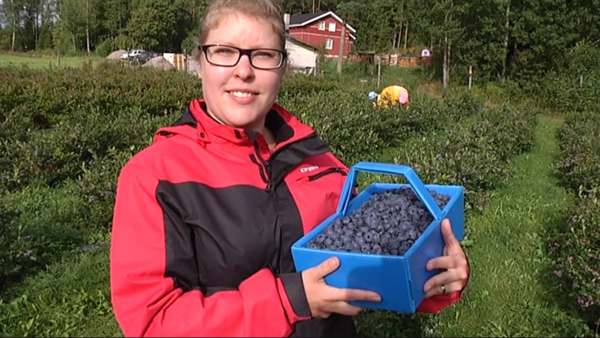 pensasmustikkayrittäjä Katri Paakki