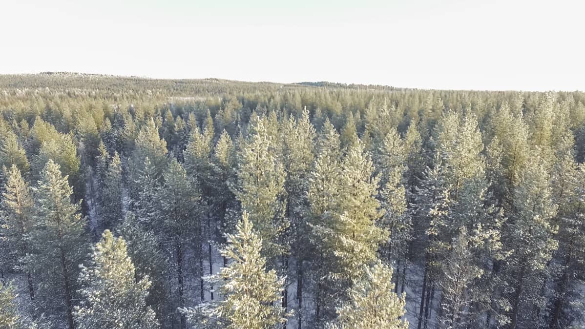 Kasvatusmetsää ilmakuvassa.