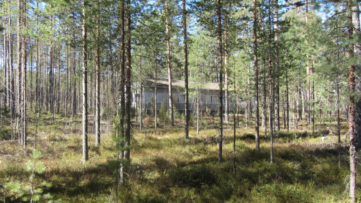 Sarviniemi Taipalsaarella