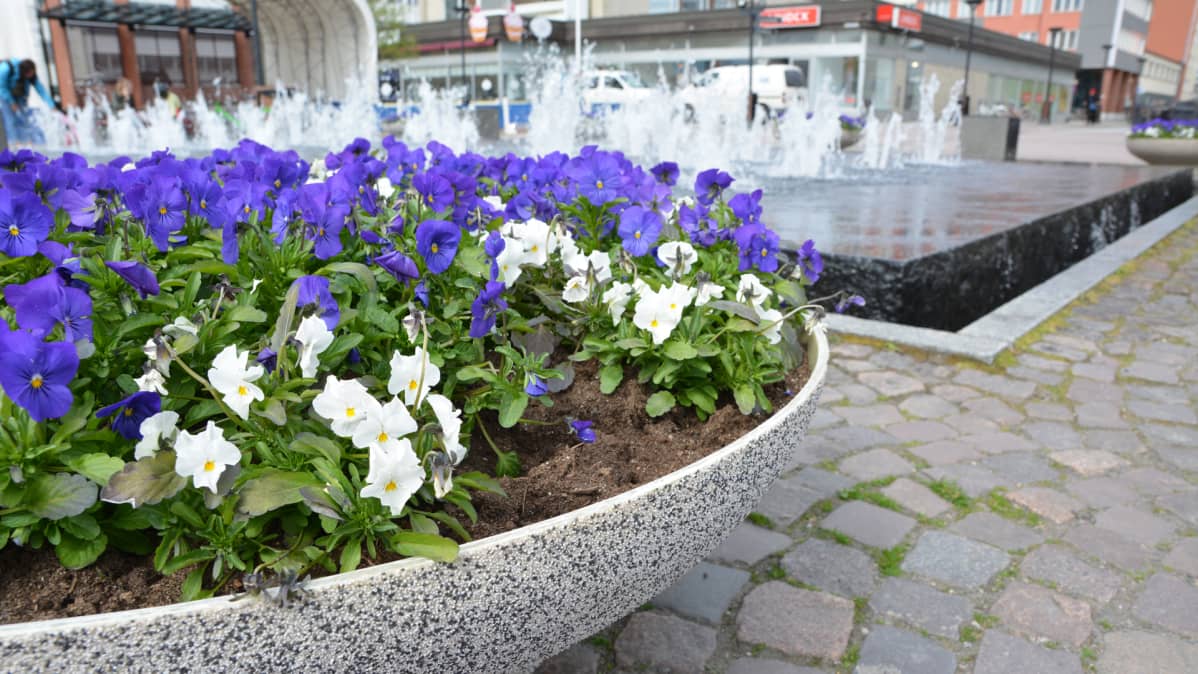 Kukkaistutus ja suihkulähde Kajaanin Raatihuoneentorilla.