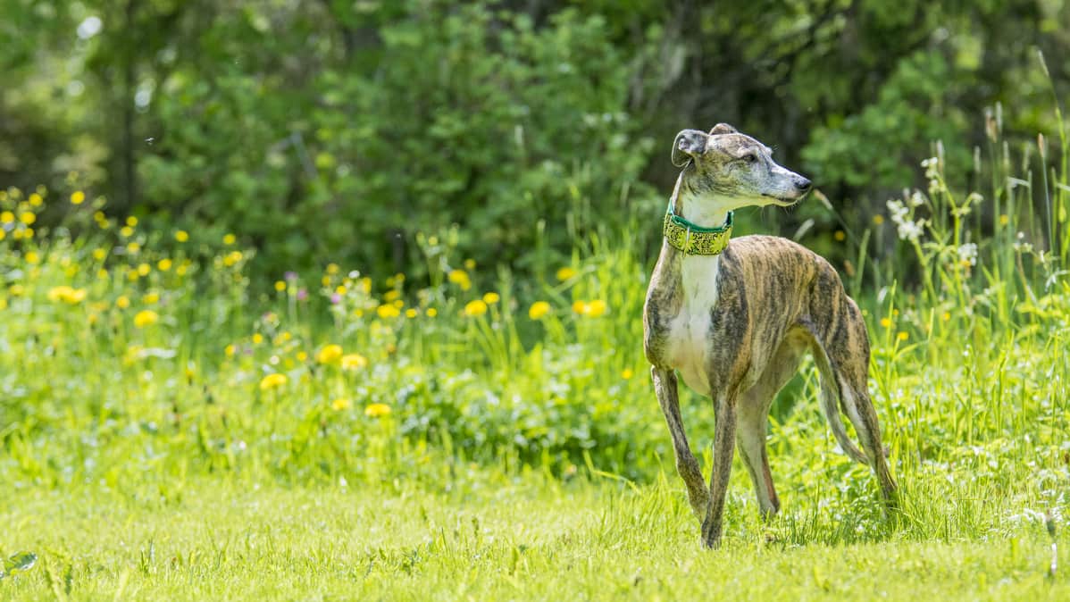 Espanjanvinttikoira Siiri on pelastettu espanjalaiselta tappotarhalta.