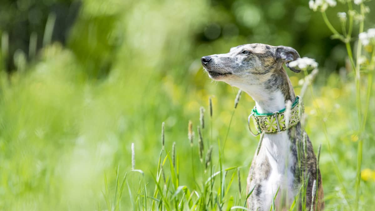 Siiri on noin 3,5-vuotias galgo, joka on pelastettu espanjalaiselta tappotarhalta Suomeen.