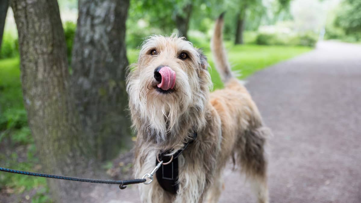 vapaa ex tyttö ystävä suku puoli videoita