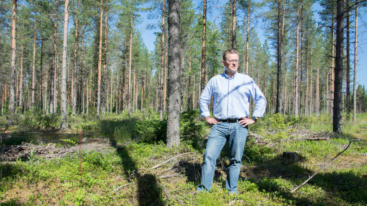 KaiCell Fibers Oy:n toimitusjohtaja Jukka Kantola metsässä.