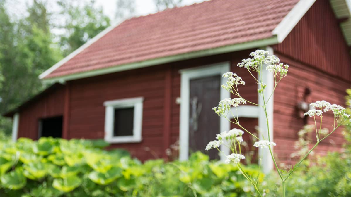 Punainen savusauna kukkien takana.