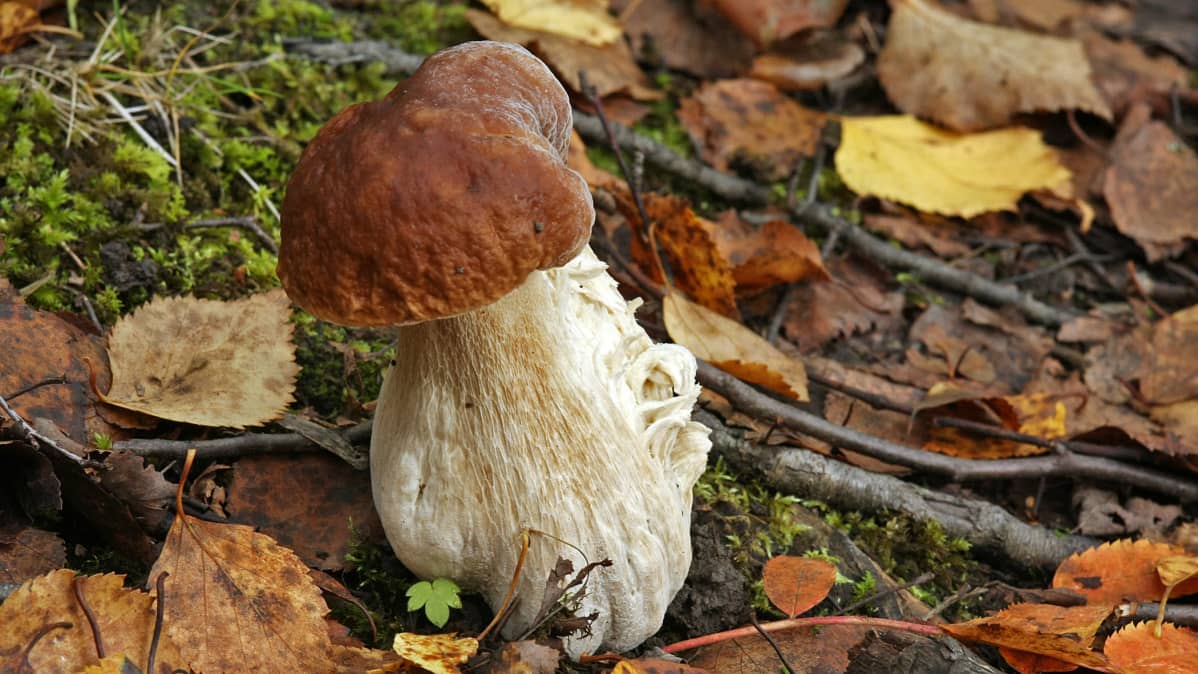 nuori männynherkkutatti