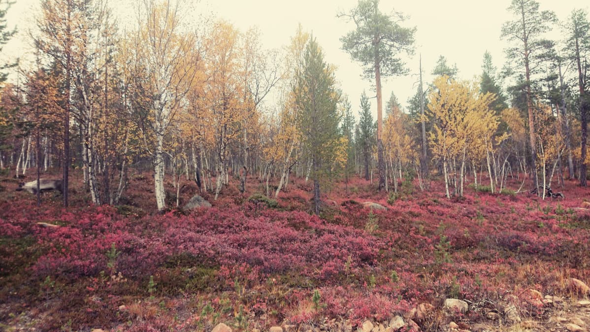 Ruskaa UKK:n kansallispuiston liepeillä.