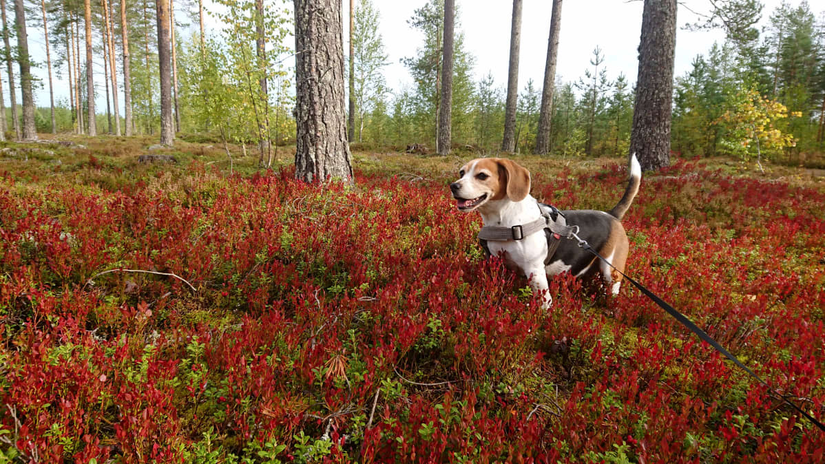 Joensuun Kiihtelysvaara, ruskaa ja koira.