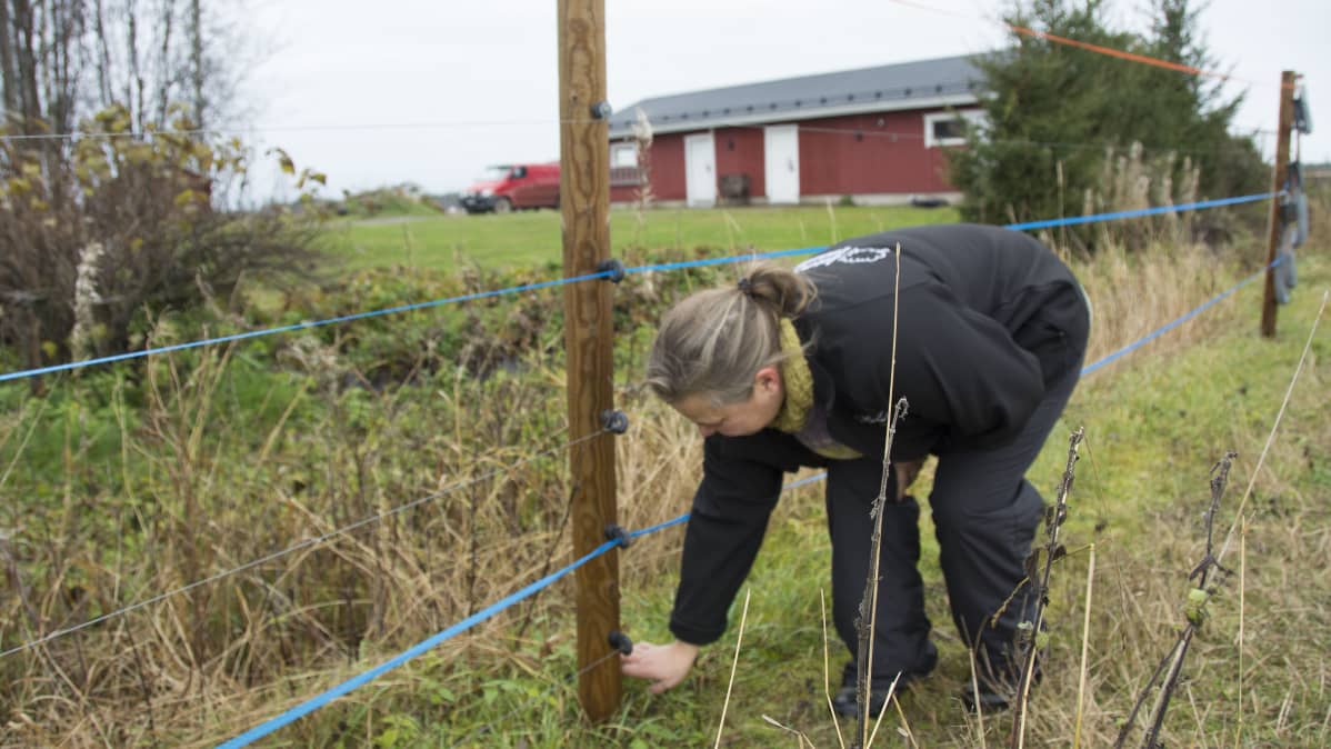 Kuvassa nainen perkaa sähköaidan alustaa ruohoista