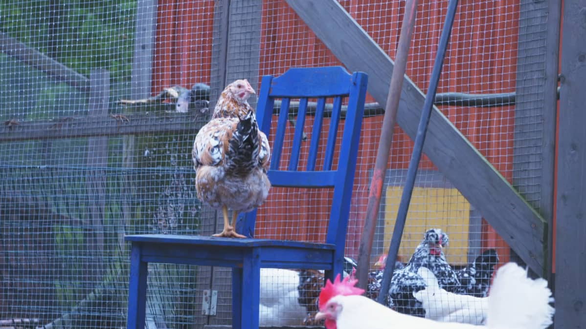 Kerttu-kana tarkastelee pihakanalan tapahtumia siniseltä puutuolilta.