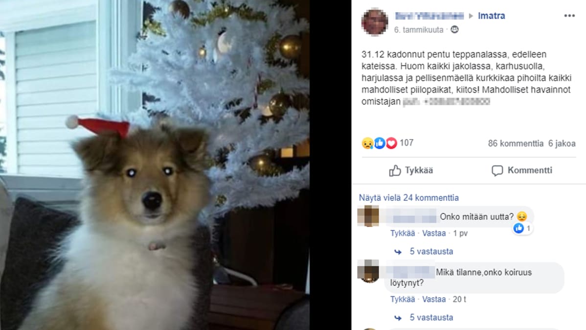 Ilmoitus kadonneesta koirasta Facebookissa.