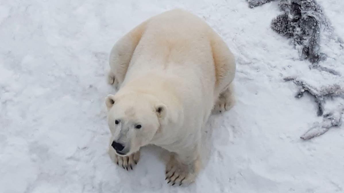 Ranuan Eläinpuiston jääkarhu Venus