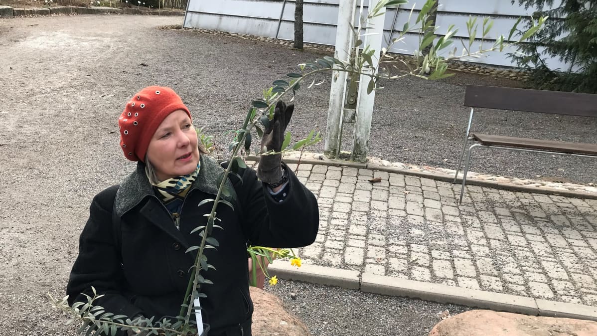 Nainen pitelee oliivipuun oksaa käsissään