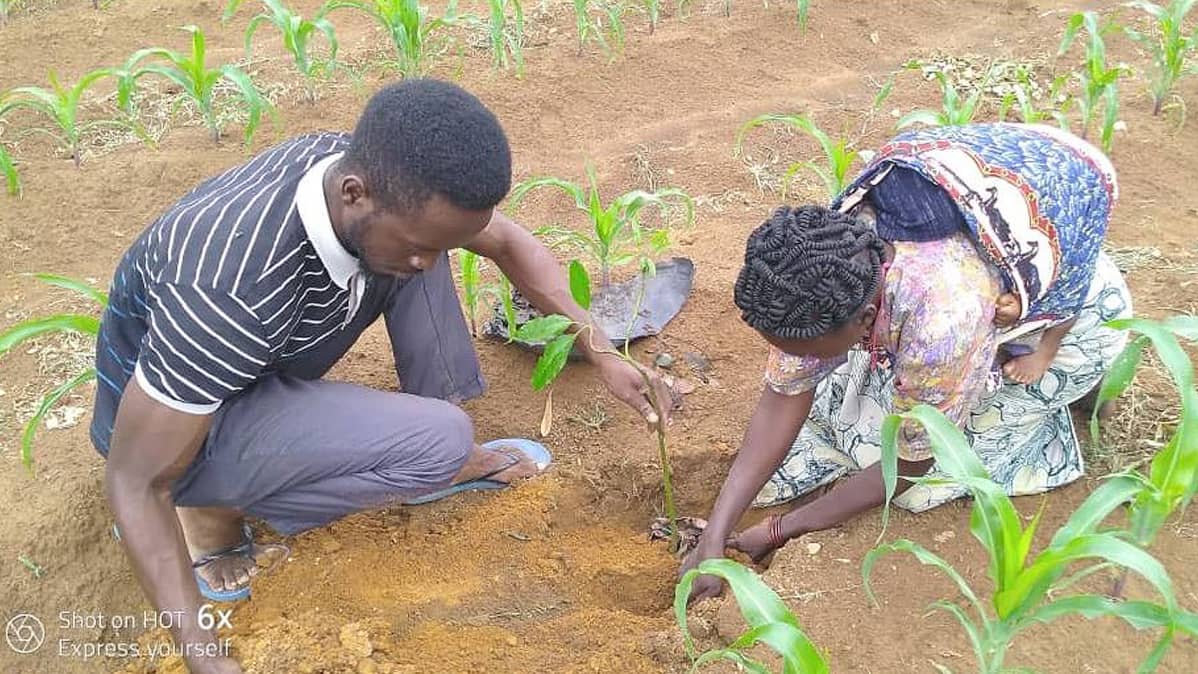 Sambialaiset istuttavat puita