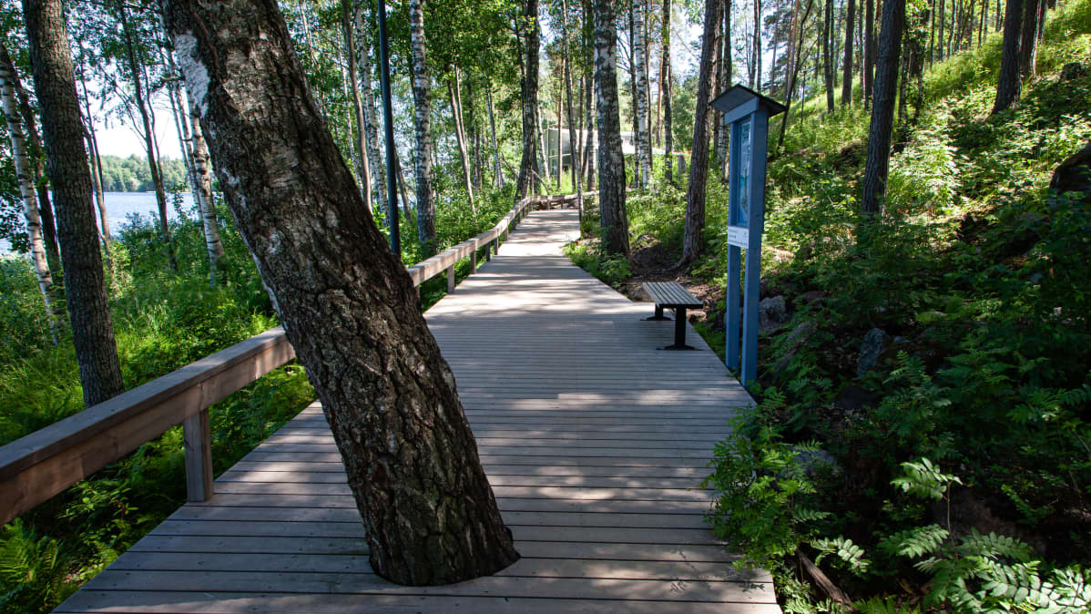 Lappeenrannan rantaraitin metsäinen osuus.