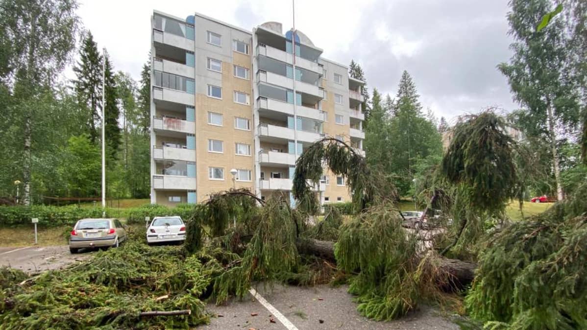 Pysäköintialueelle on kaatunut suuri kuusi.