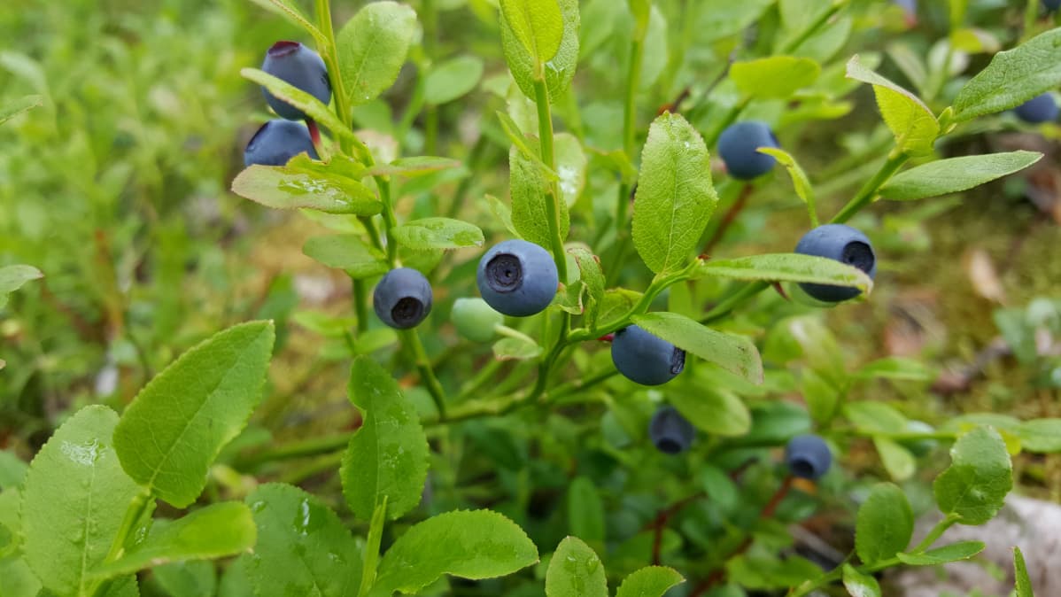Mustikan varpu metsässä