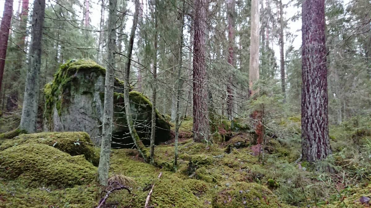 Utterinvuoren metsää