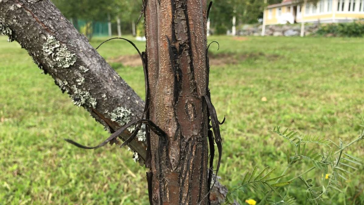 Metsäkauriin merkkaama puunrunko söörmarkkulaisessa puutarhassa..