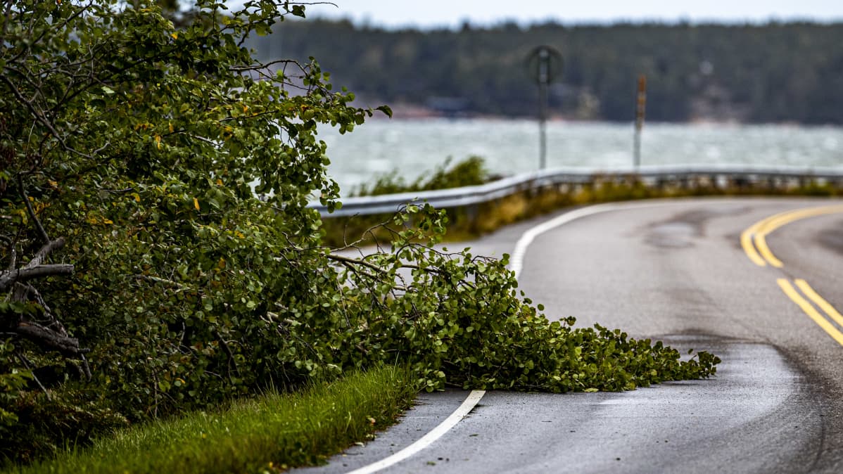 Puu on kaatunut myrskyssä osittain tien yli.