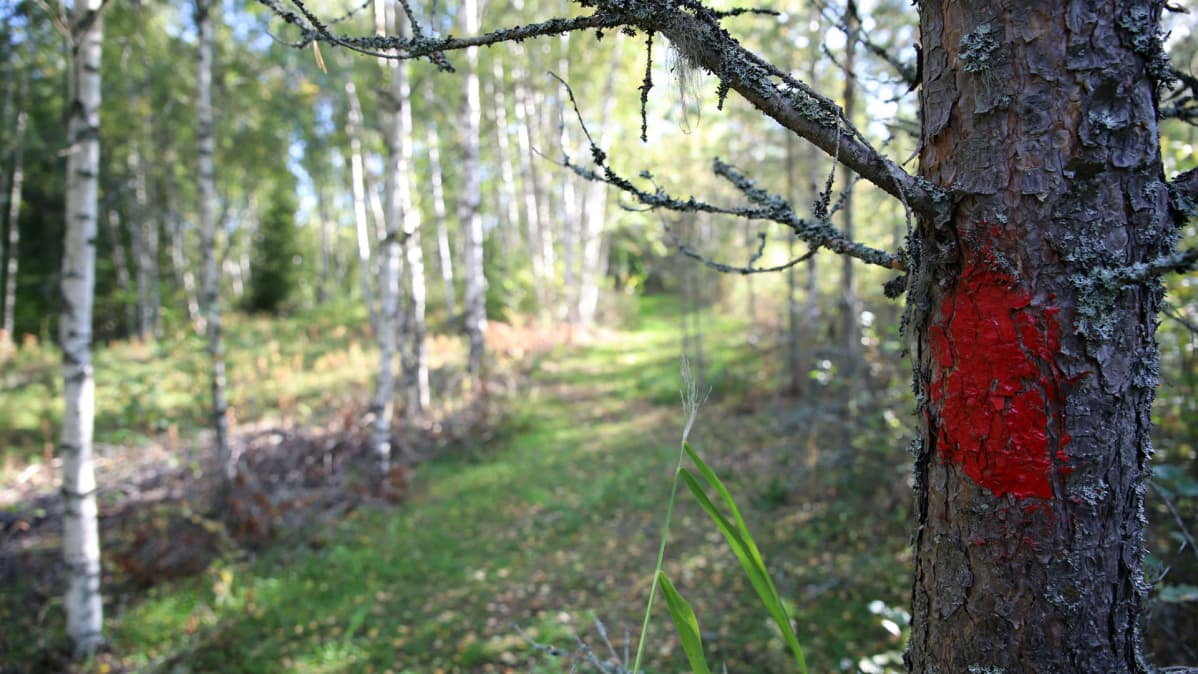 Korsnäsin kaivoksen luontopolku