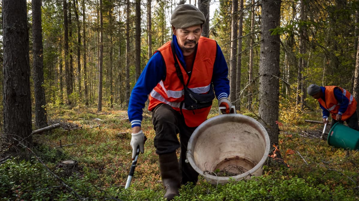 Marjanpoimintaa Kärsämäellä