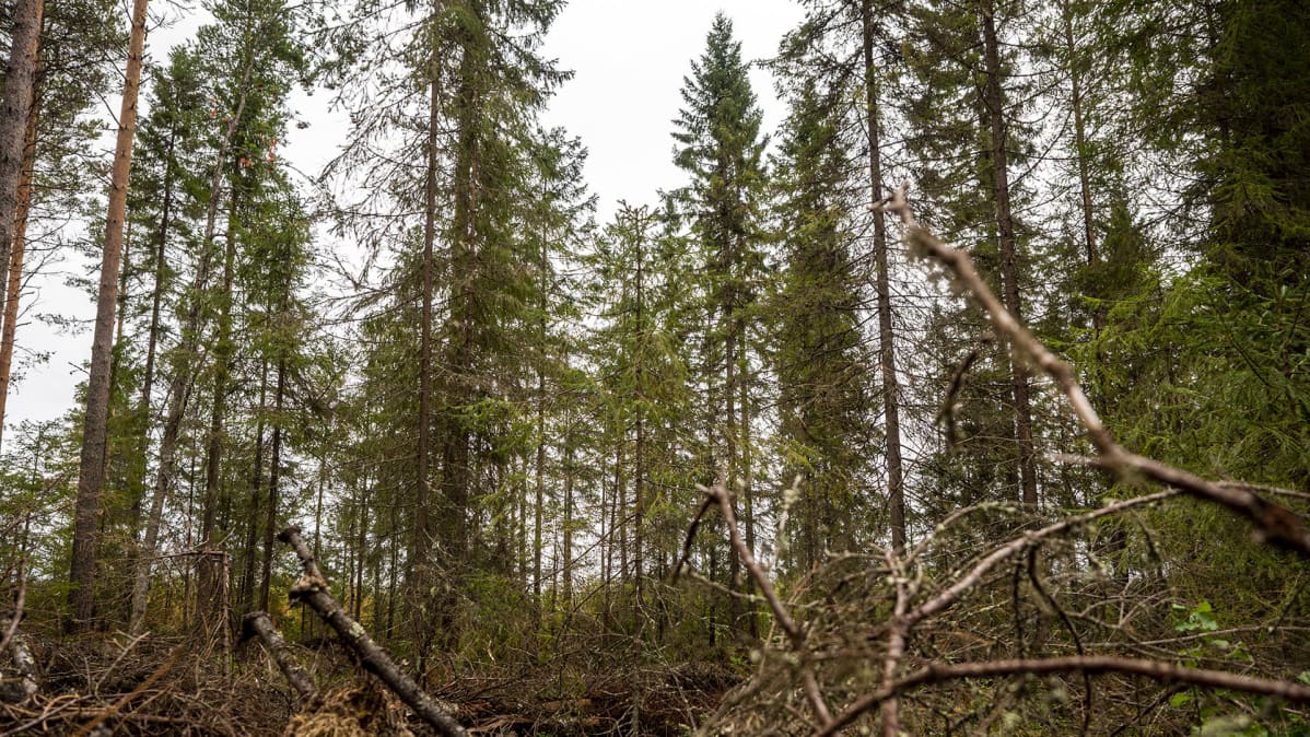 Metsä Oulussa