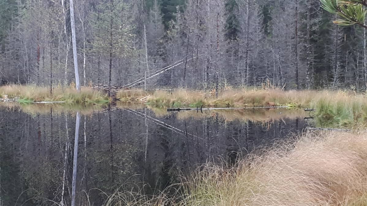 Majavien kotilammi Lammin Evolla