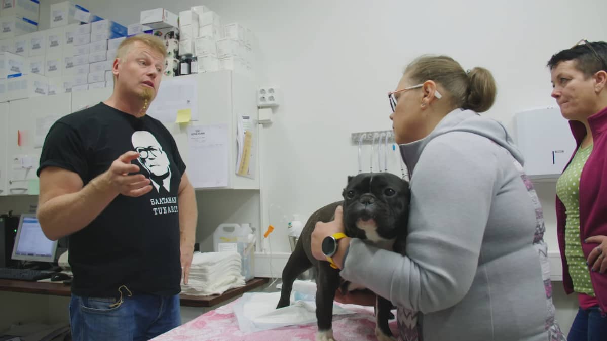 Tiineenä oleva ranskanbulldoggi seisoo eläinlääkärin tutkimuspöydällä.