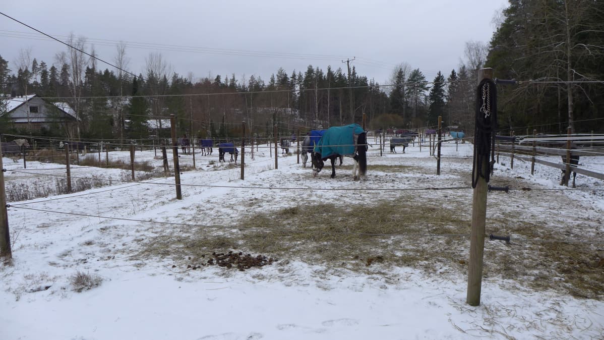 Hevonen Kotimäen tallin pihamaalla
