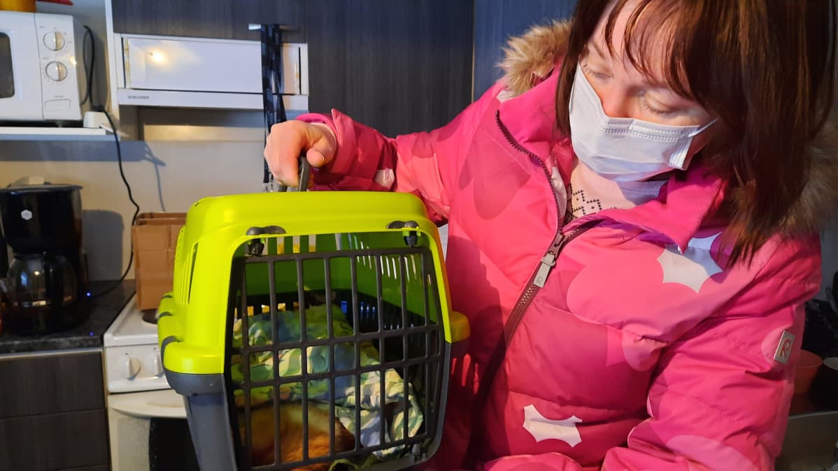 kissa kuljetuslaatikossa