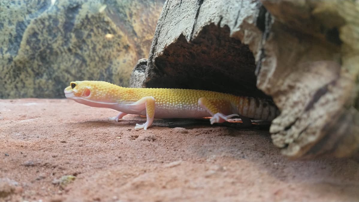Lisko terraariossa