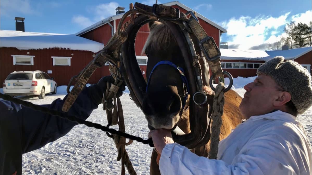 Mies pujottaa hevosen pään yli vanhoja tykkivaljaita