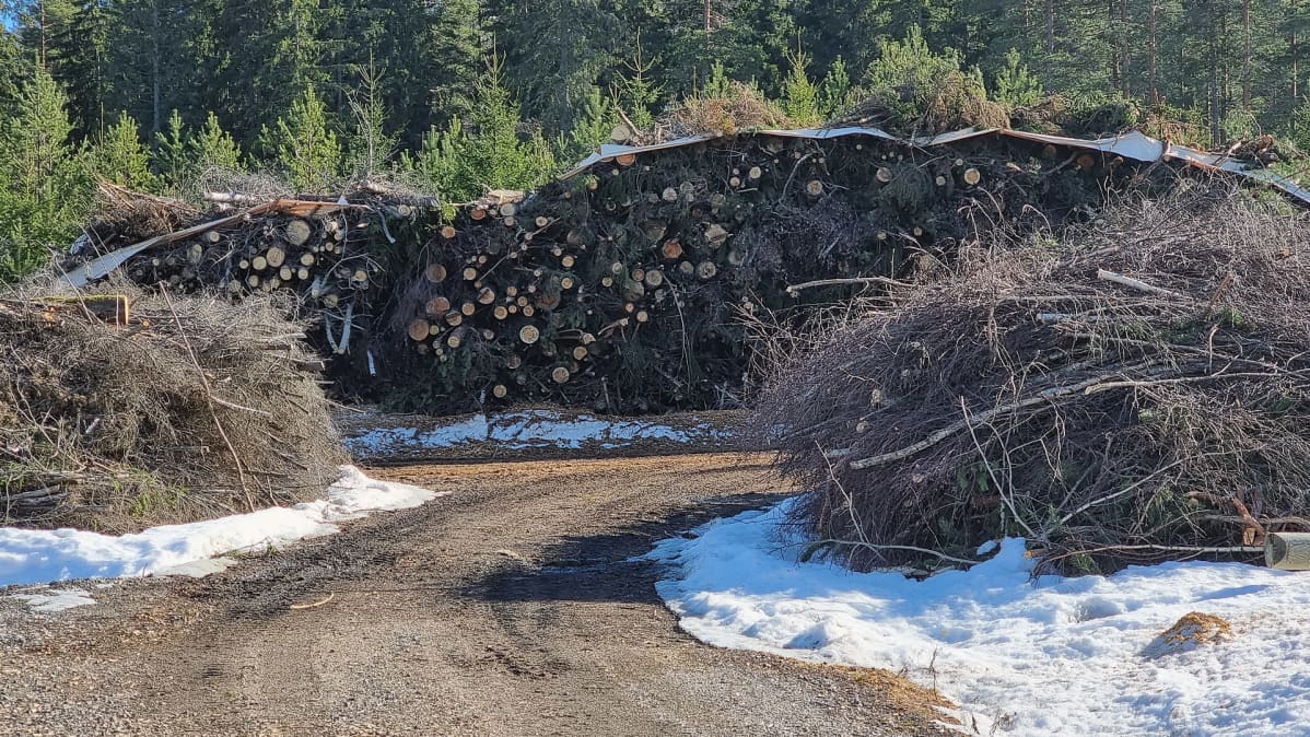 Luumäen Energian voimalaitoksen energiapuuta ja risuja