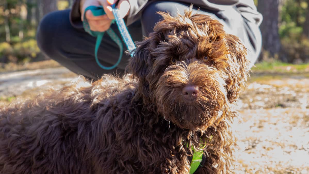 Australian labradoodlejen turkissa, värityksessä ja koossa näkyy sen risteytyksissä käytettyjen koirien ominaisuudet. Siinä on labradorinnoutajaa, villakoiraa ja cockerspanielia. Kuvassa ruskeaturkkinen Rico.